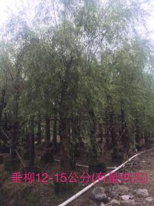 垂柳